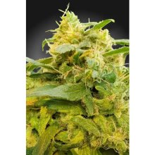 Paradise Seeds CBDivine - feminised