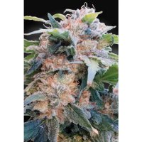 Paradise Seeds CBDream - feminised