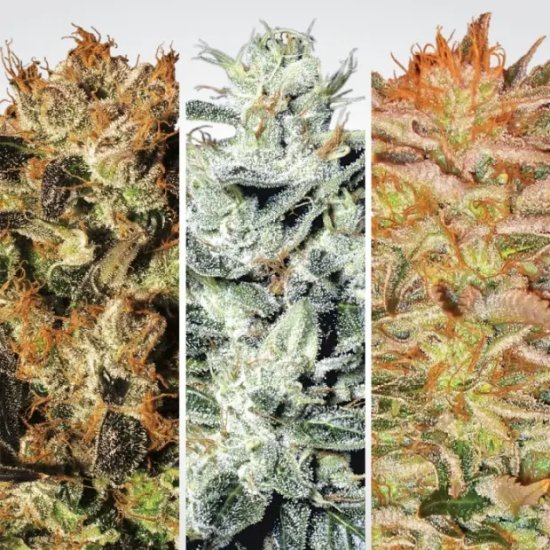 Paradise Seeds Champions Pack Indica - feminised