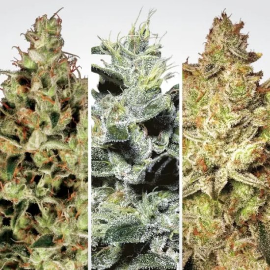 Paradise Seeds Champions Pack Sativa - feminised