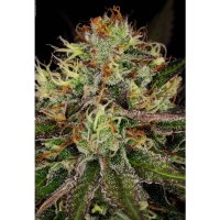 Paradise Seeds Chocolate Wafflez - feminised