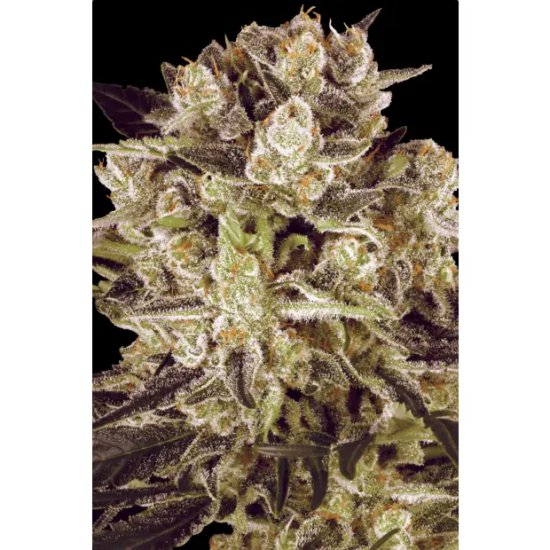 Paradise Seeds Durga Mata II CBD - feminised