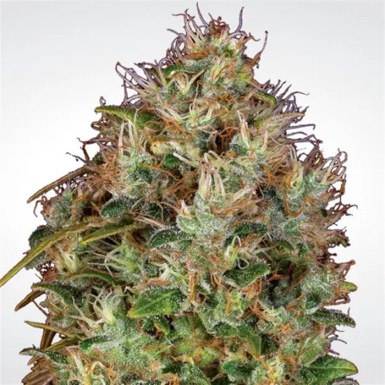 Paradise Seeds Dutch Kush - feminised