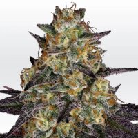 Paradise Seeds El Dorado OG - feminised