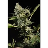 Paradise Seeds Glowstarz - feminised