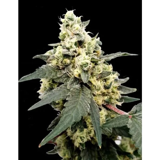 Paradise Seeds Lemonade Auto - feminised