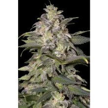 Paradise Seeds Magic Bud - feminised