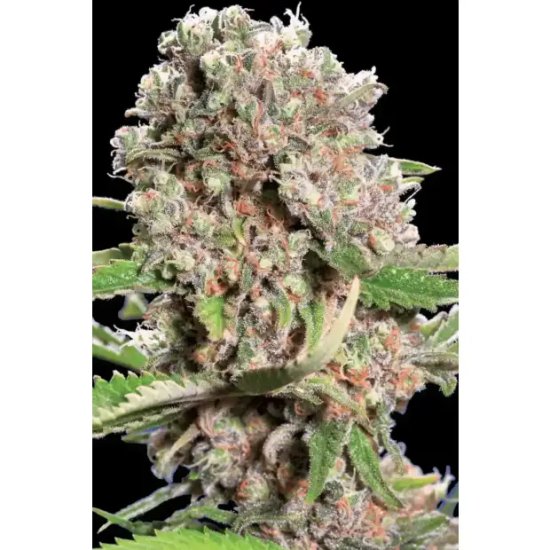 Paradise Seeds Mendocino Skunk - feminised