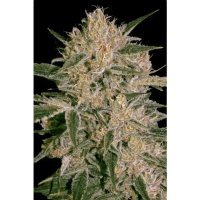 Paradise Seeds Nebula II CBD - feminised