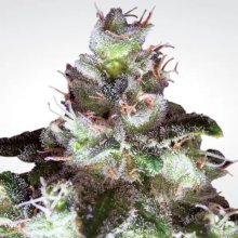 Paradise Seeds Original White Widow - feminised