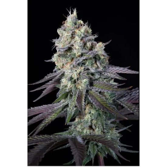 Paradise Seeds Purple Mints - feminised