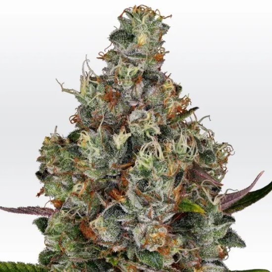 Paradise Seeds Rainbow Road - feminised