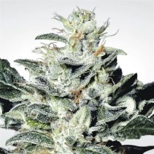 Paradise Seeds Sensi Star - feminised