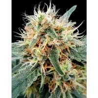 Paradise Seeds Stromboli Auto - feminised