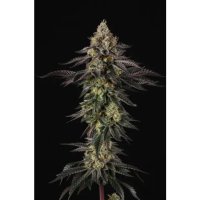 Paradise Seeds Sunset Paradise - feminised