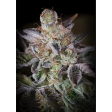 Paradise Seeds Sweetopia - feminised