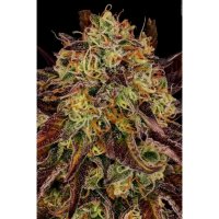 Paradise Seeds Tangerine Sorbet - feminised