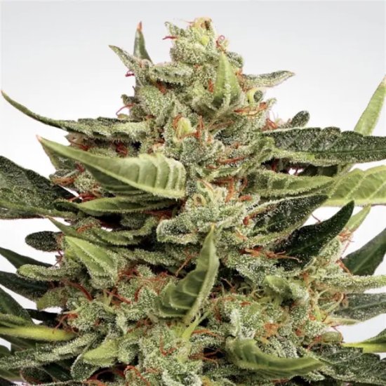 Paradise Seeds Vertigo Auto - feminised