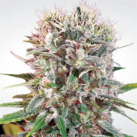 Paradise Seeds Wappa - feminised