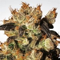 Paradise Seeds White Berry - feminised