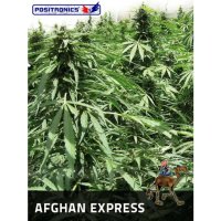 Positronics Afghan Auto - feminised