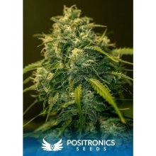 Positronics CBD+ Jack Diesel - feminised