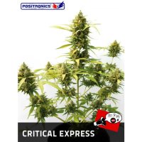 Positronics Critical#47 Auto - feminised