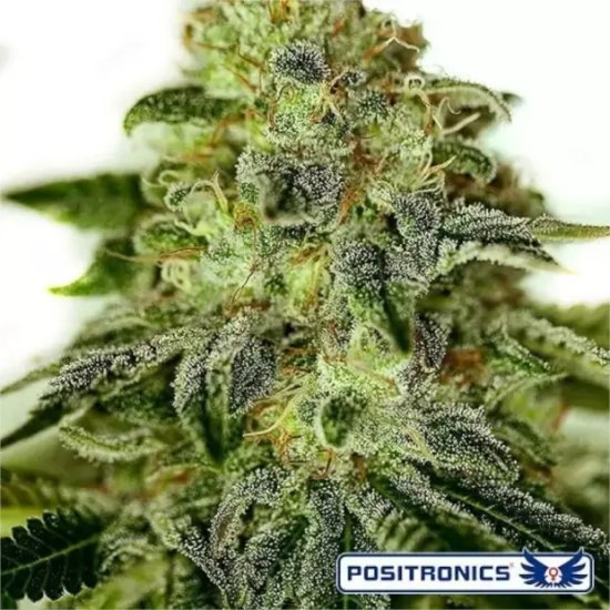 Positronics Glory OG - feminised