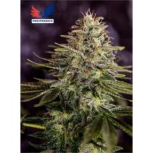 Positronics Jack Diesel Auto - feminised