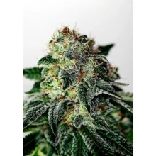 Positronics Mystic Cookie Auto - feminised