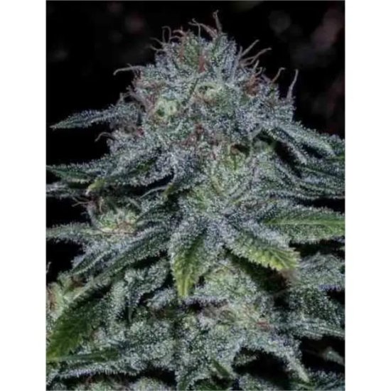 Positronics Mystic Cookie (Special USA) - feminised