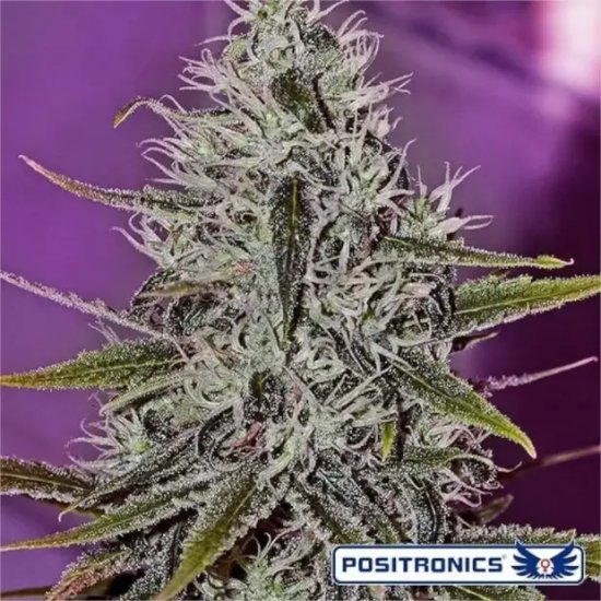 Positronics One Love Haze - feminised