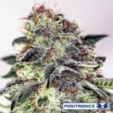 Positronics Sticky Dream Auto - feminised