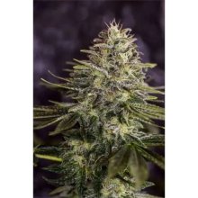 Positronics Sticky Dream (Special USA) - feminised