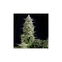 Pyramid Seeds Amnesia Gold - feminised