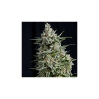 Pyramid Seeds Anesthesia CBD - feminised