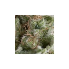 Pyramid Seeds Auto American Pie - feminised