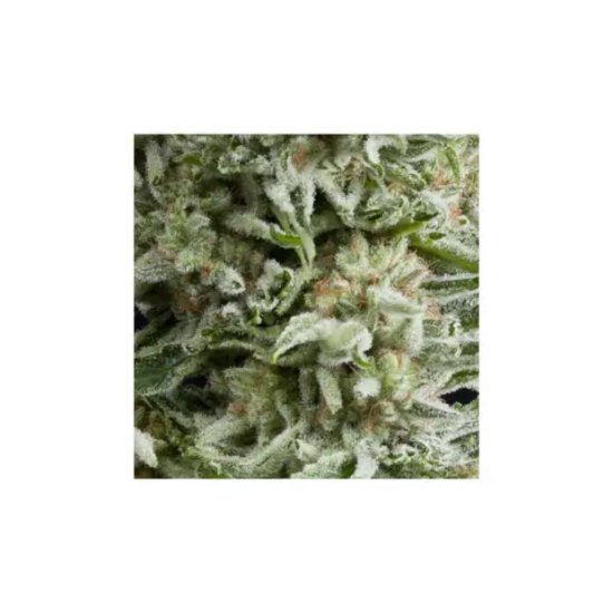 Pyramid Seeds Auto Amnesia Gold - feminised