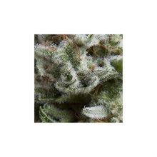 Pyramid Seeds Auto Anesthesia - feminised