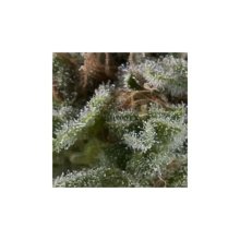 Pyramid Seeds Auto New York City CBD - feminised