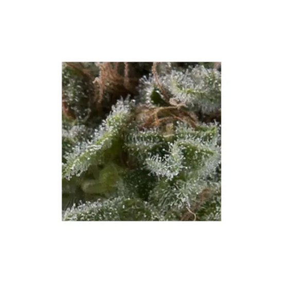 Pyramid Seeds Auto New York City CBD - feminised