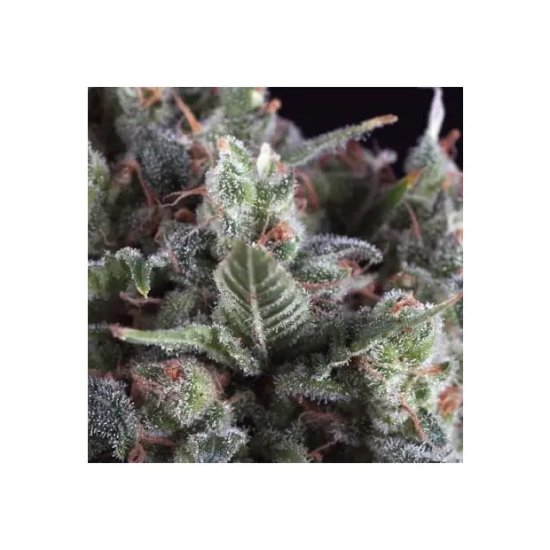 Pyramid Seeds Auto Olympia - feminised