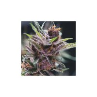 Pyramid Seeds Black Cherry Punch - feminised