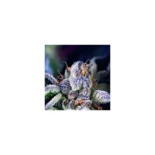 Pyramid Seeds Cookies USA - feminised