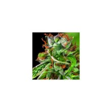 Pyramid Seeds Double OG Haze - feminised