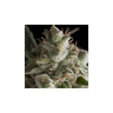 Pyramid Seeds Fresh Candy - feminised