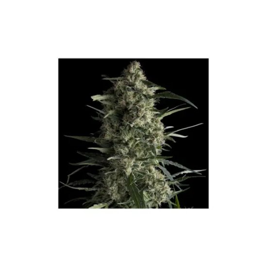 Pyramid Seeds Galaxy CBD - feminised