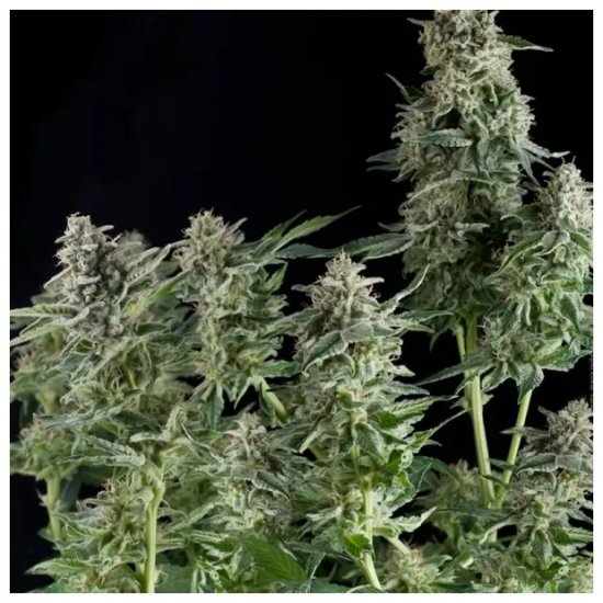 Pyramid Seeds Northern Lights - feminised