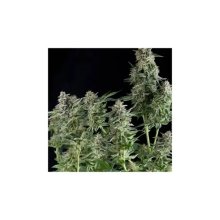 Pyramid Seeds Northern Lights CBD - feminised