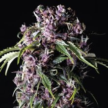 Pyramid Seeds Purple - feminised